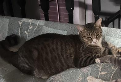 Enlarge Jolie, a Adoptable mixed breed in COLORADO SPRINGS, CO image 5/5