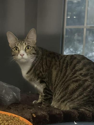 Enlarge Jolie, a Adoptable mixed breed in COLORADO SPRINGS, CO image 1/5