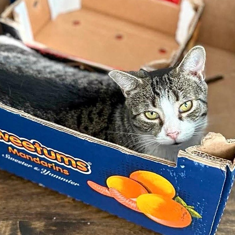 Enlarge Honey, a Adoptable Domestic Short Hair in Munster, ON image 1/6