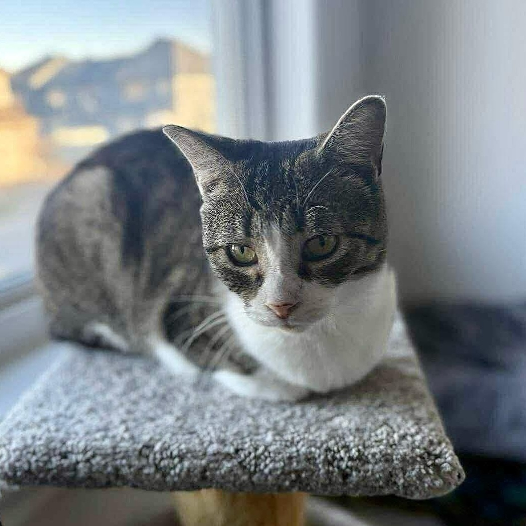 Enlarge Honey, a Adoptable Domestic Short Hair in Munster, ON image 3/6