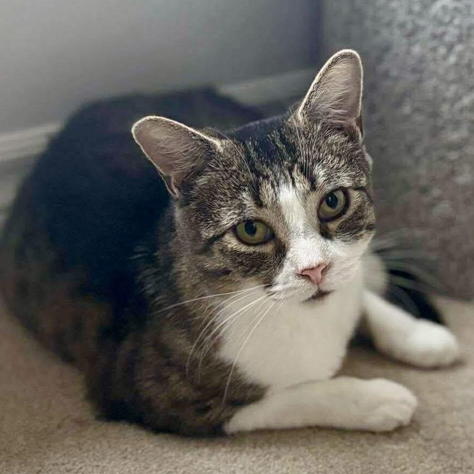 Enlarge Honey, a Adoptable Domestic Short Hair in Munster, ON image 2/6