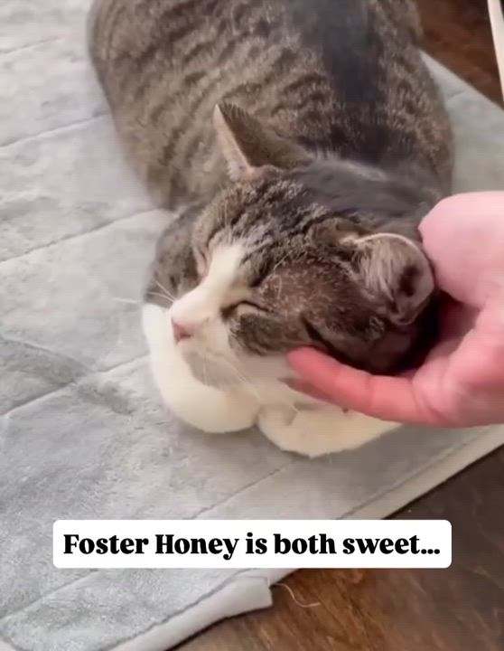 Enlarge Honey, a Adoptable Domestic Short Hair in Munster, ON video 4/6