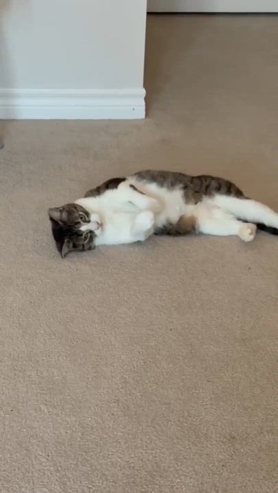 Enlarge Honey, a Adoptable Domestic Short Hair in Munster, ON video 6/6