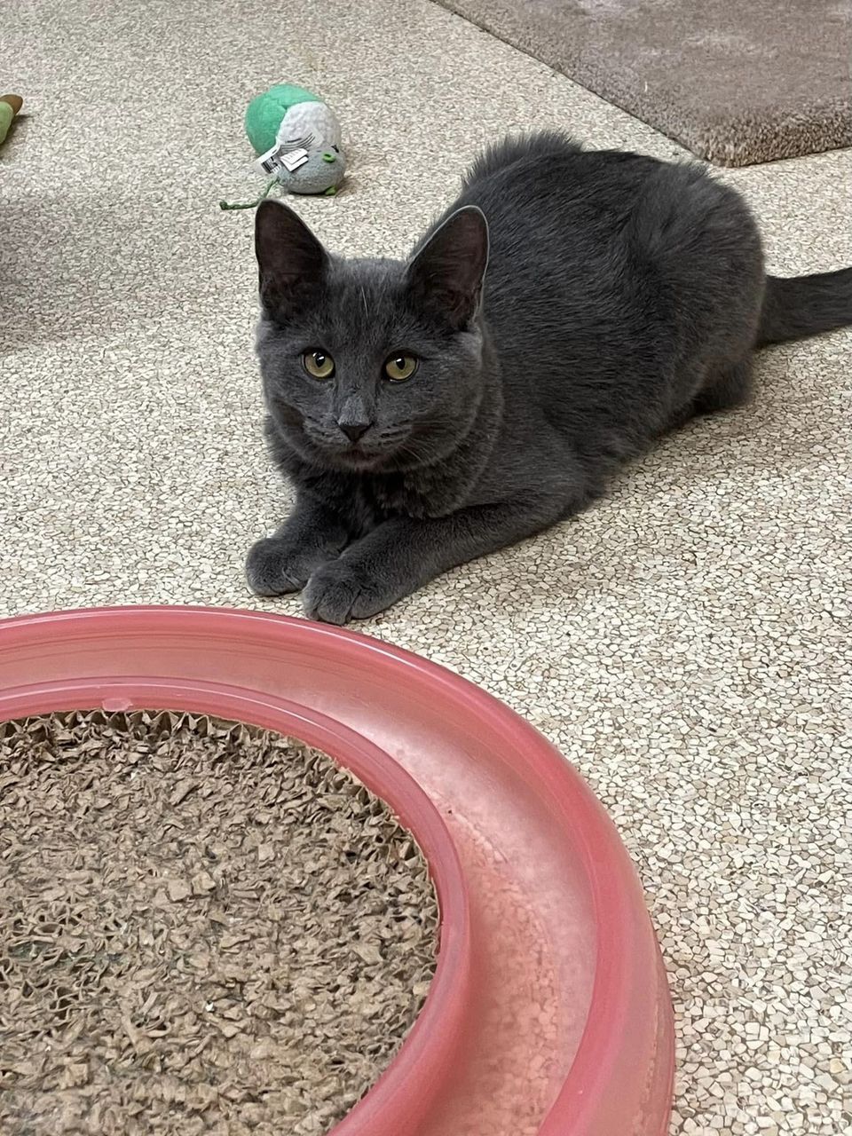 Toto, a Adopted Domestic Short Hair in Darien, CT image 1/8