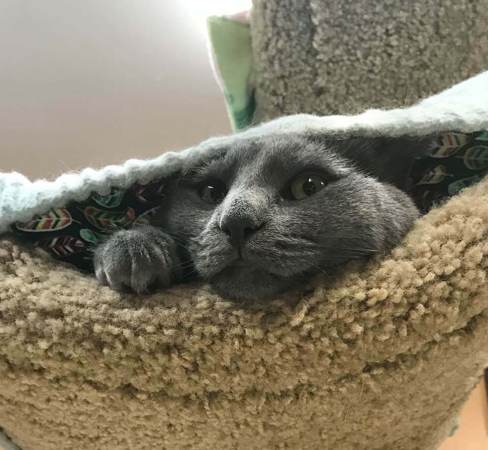 Toto, a Adopted Domestic Short Hair in Darien, CT image 2/8