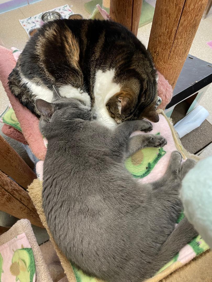 Toto, a Adopted Domestic Short Hair in Darien, CT image 3/8