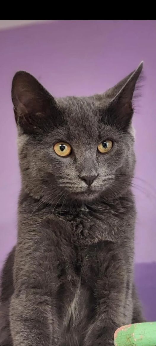 Toto, a Adopted Domestic Short Hair in Darien, CT image 4/8