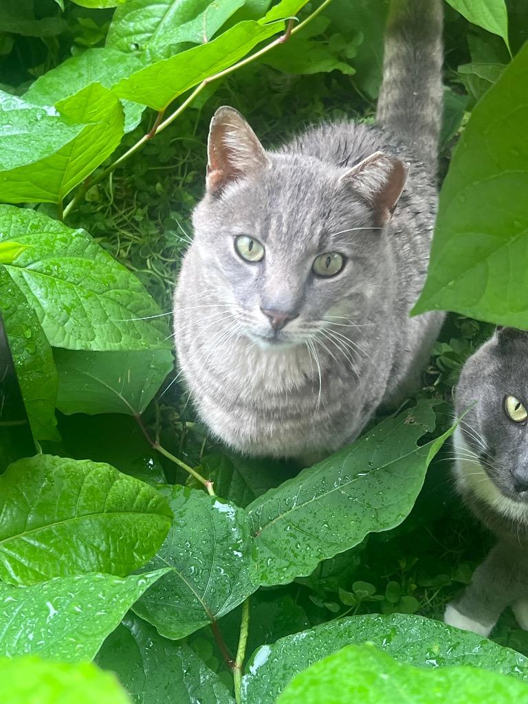 Mr. Grey and Stockings: Courtesy Post, Adoptable, Adult Male Domestic Short Hair.