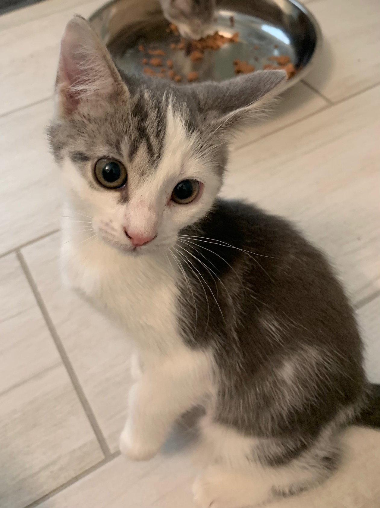 Marina (6141) Adopted, Adopted, Kitten Female Domestic Short Hair.