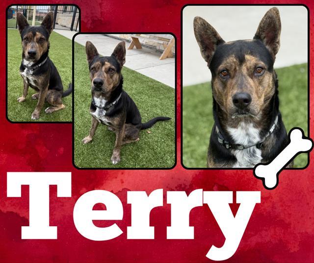Enlarge TERRY, a Adoptable mixed breed in Pearland, TX image 1/1