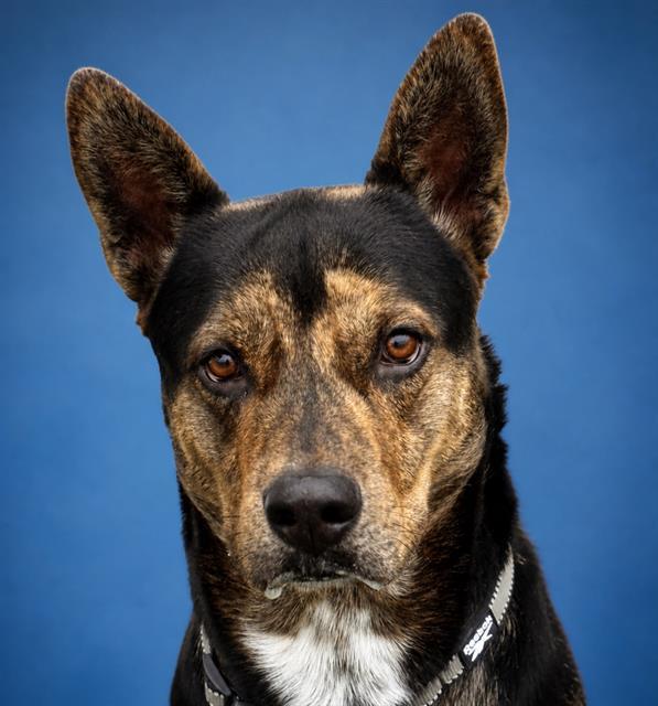 TERRY, Adoptable, Young Male German Shepherd Dog & Mixed Breed.