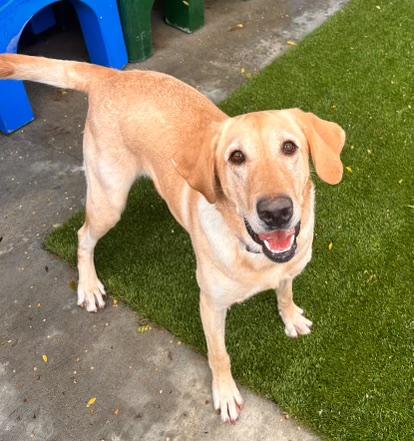 Ellie, an adoptable Yellow Labrador Retriever in Aspen, CO, 81612 | Photo Image 4