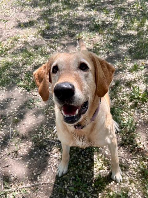 Ellie, an adoptable Yellow Labrador Retriever in Aspen, CO, 81612 | Photo Image 5