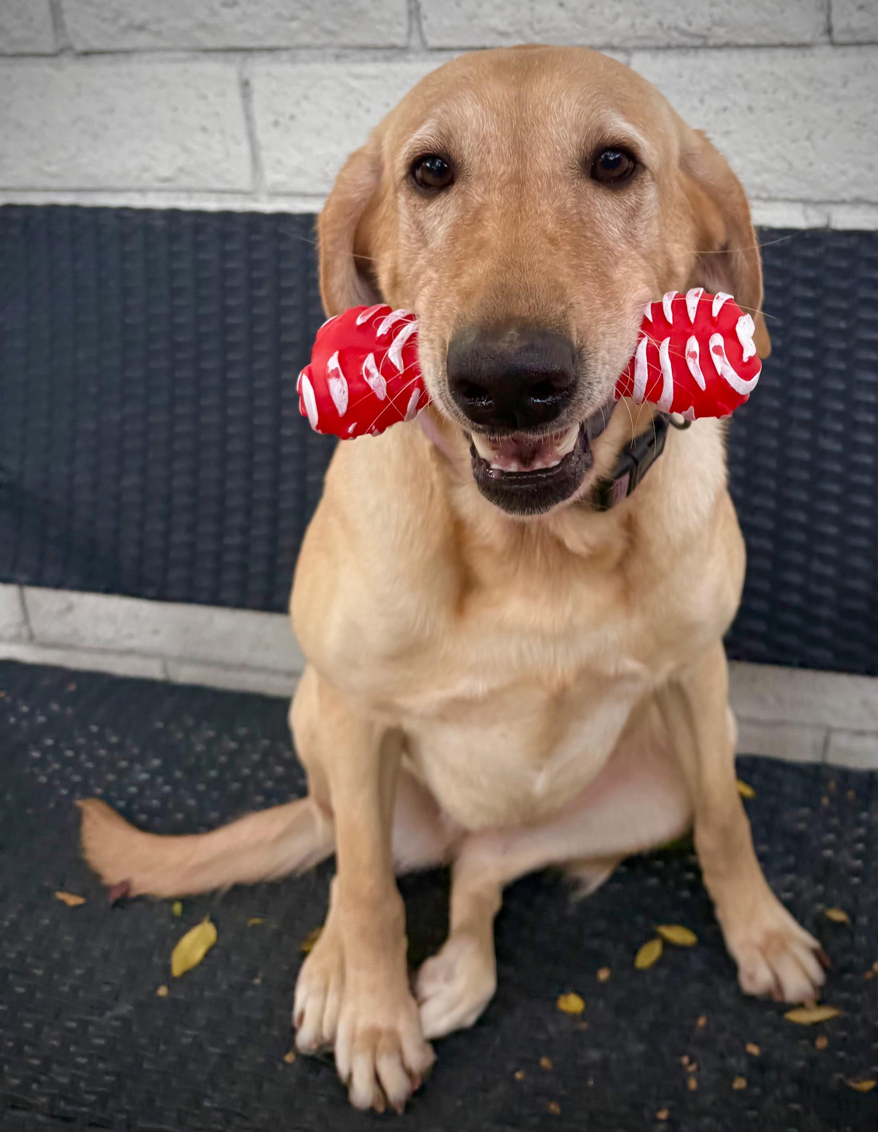 Ellie, an adoptable Yellow Labrador Retriever in Aspen, CO, 81612 | Photo Image 6