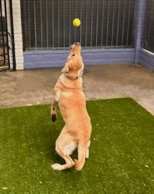 Ellie, an adoptable Yellow Labrador Retriever in Aspen, CO, 81612 | Photo Image 3