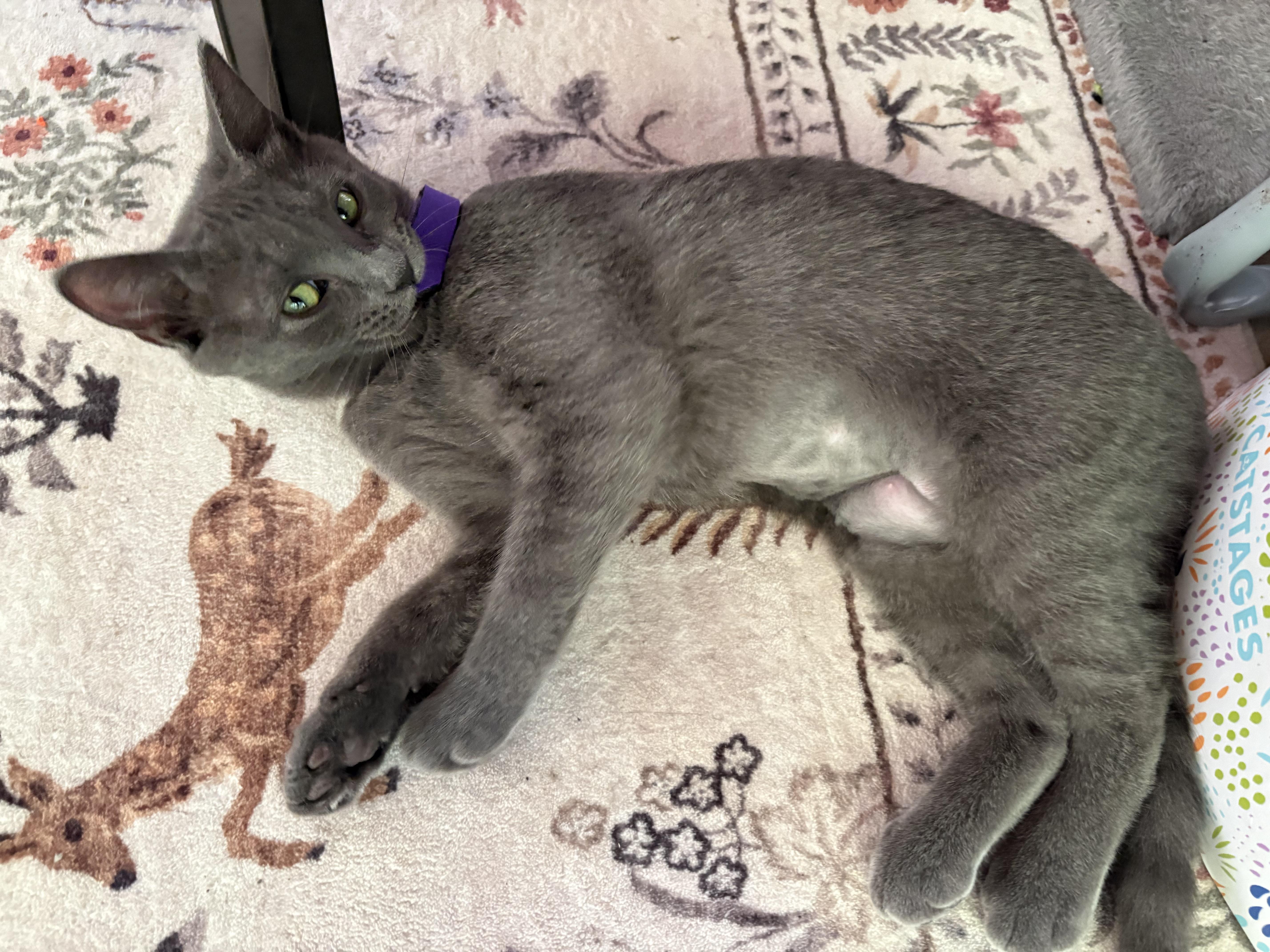 Enlarge Dina, a ADOPTABLE mixed breed in Hot Springs, AR image 6/6