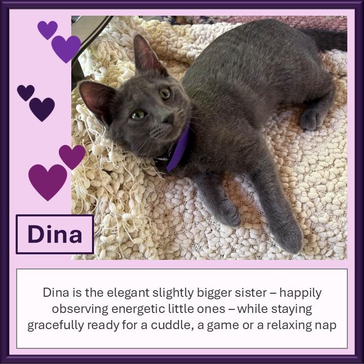 Enlarge Dina, a ADOPTABLE mixed breed in Hot Springs, AR image 4/6