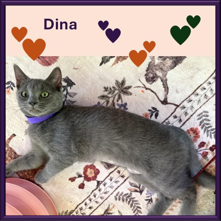 Enlarge Dina, a ADOPTABLE mixed breed in Hot Springs, AR image 3/6
