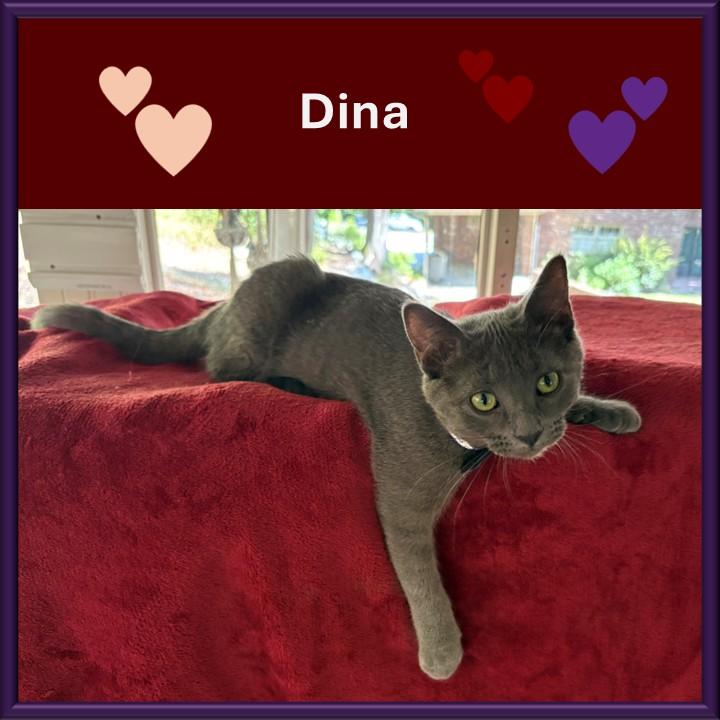 Enlarge Dina, a ADOPTABLE mixed breed in Hot Springs, AR image 1/6