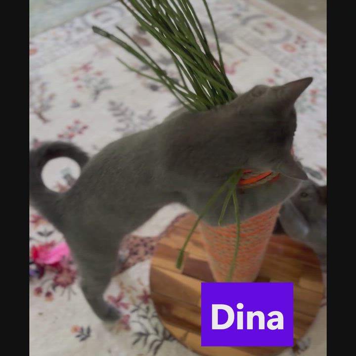 Enlarge Dina, a ADOPTABLE mixed breed in Hot Springs, AR video 5/6