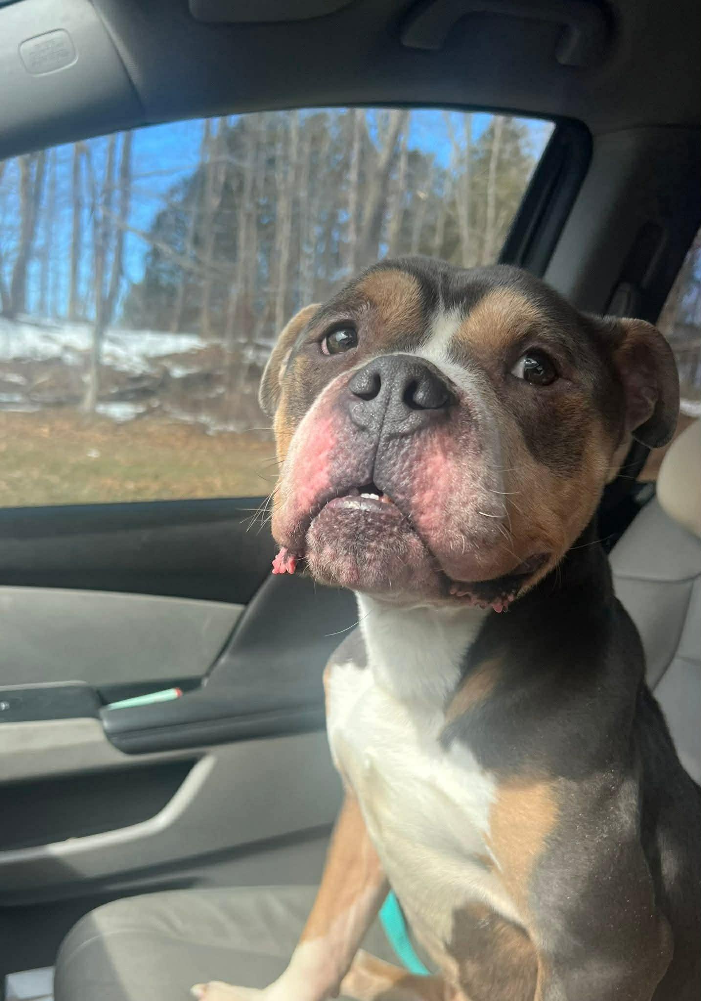 Enlarge Spike, an adopted American Bully in Vernon, CT image 5/6