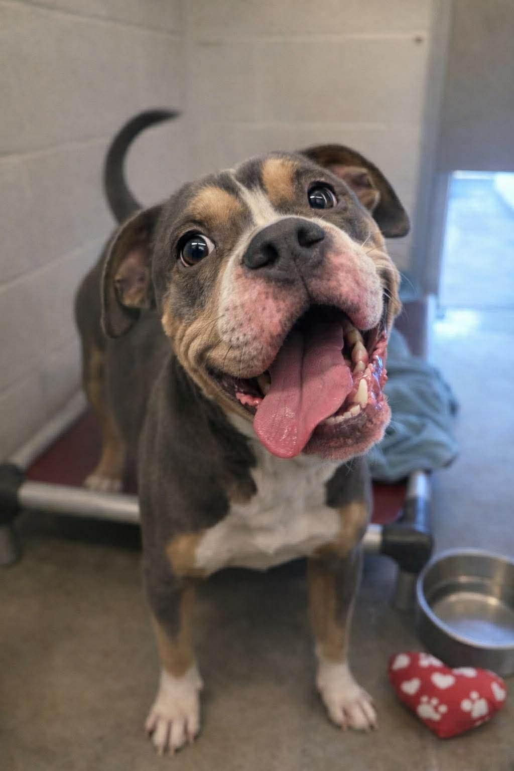 Spike, ADOPTABLE, Young Male American Bully.