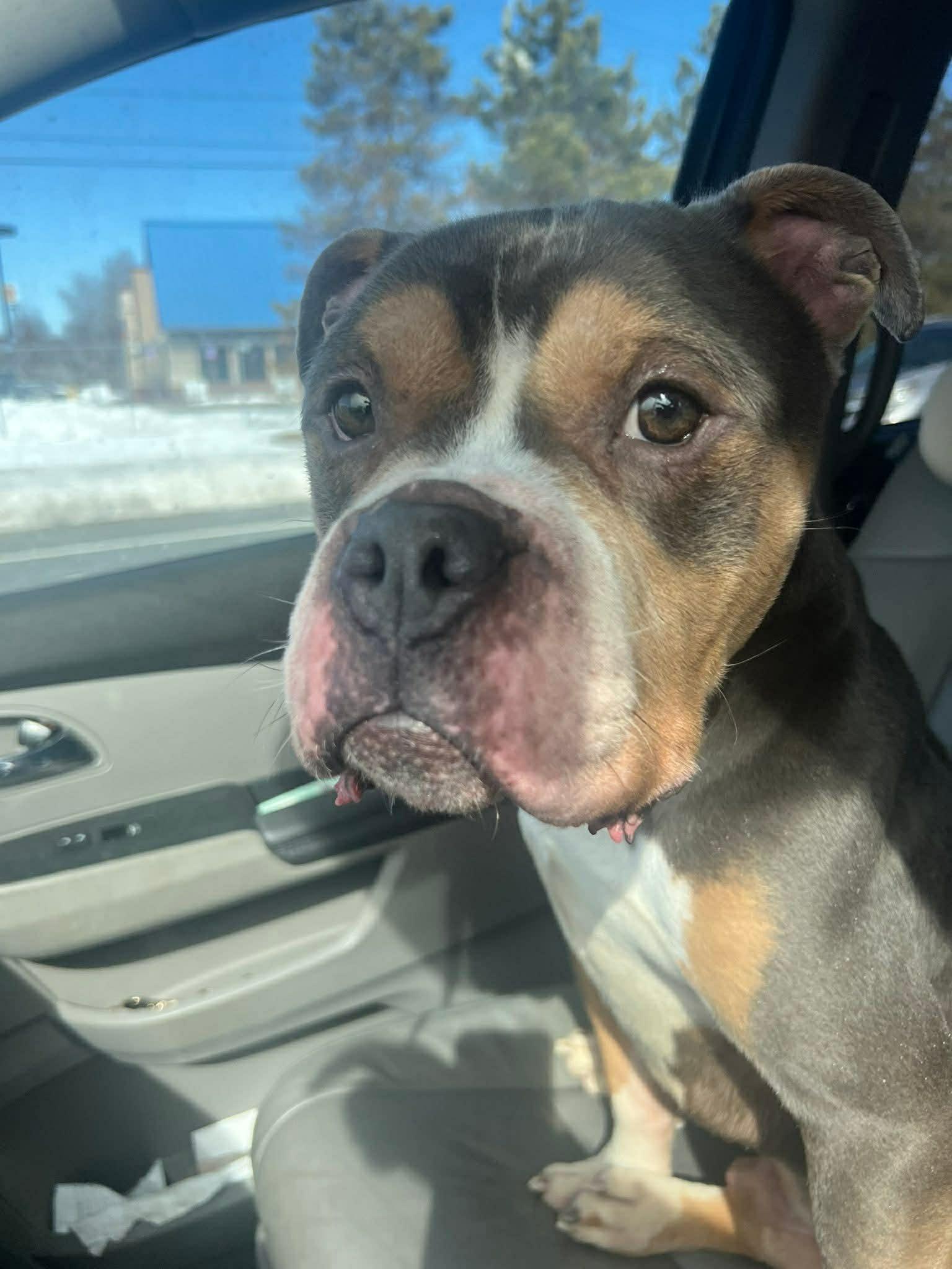 Enlarge Spike, an adopted American Bully in Vernon, CT image 3/6