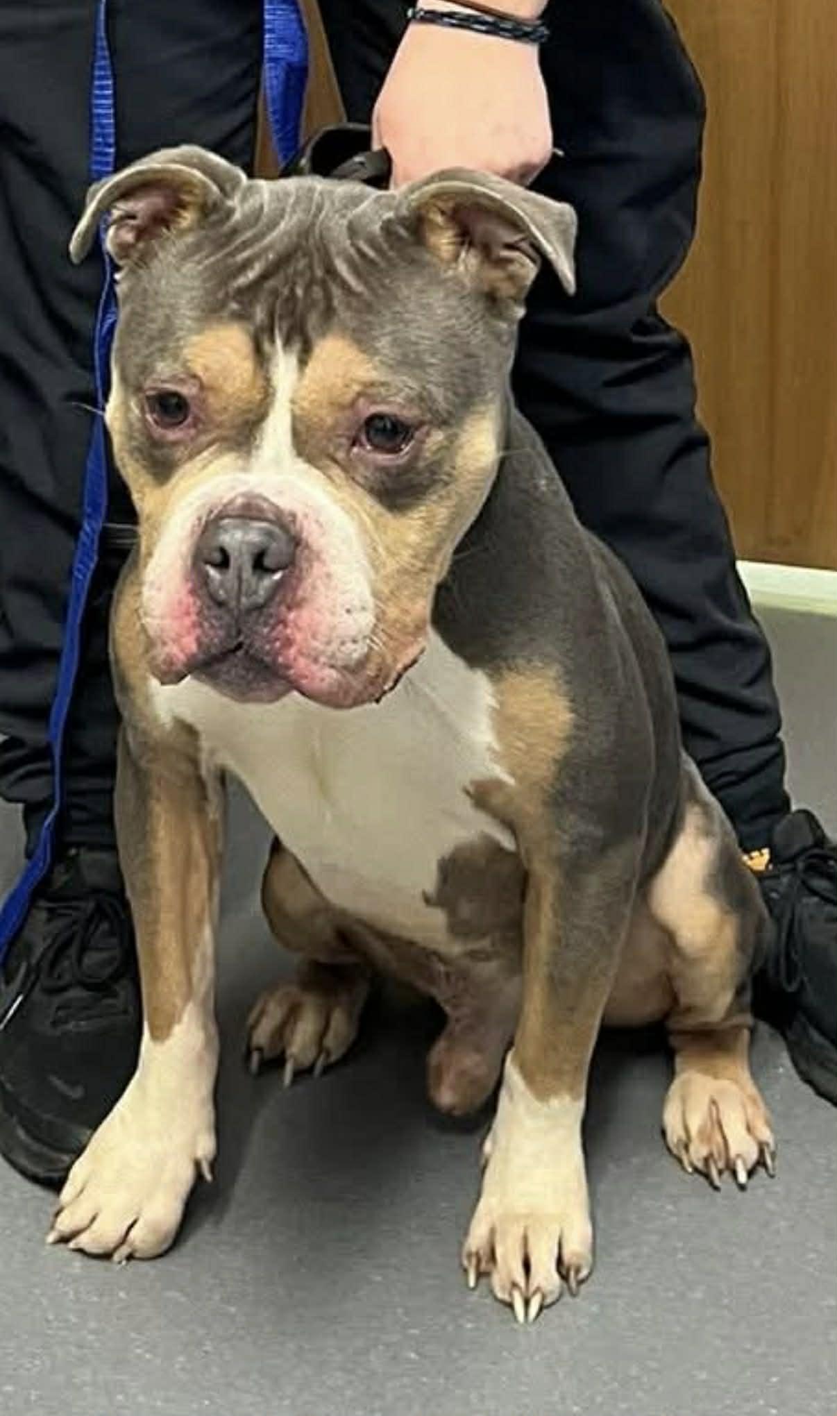Enlarge Spike, an adopted American Bully in Vernon, CT image 2/6