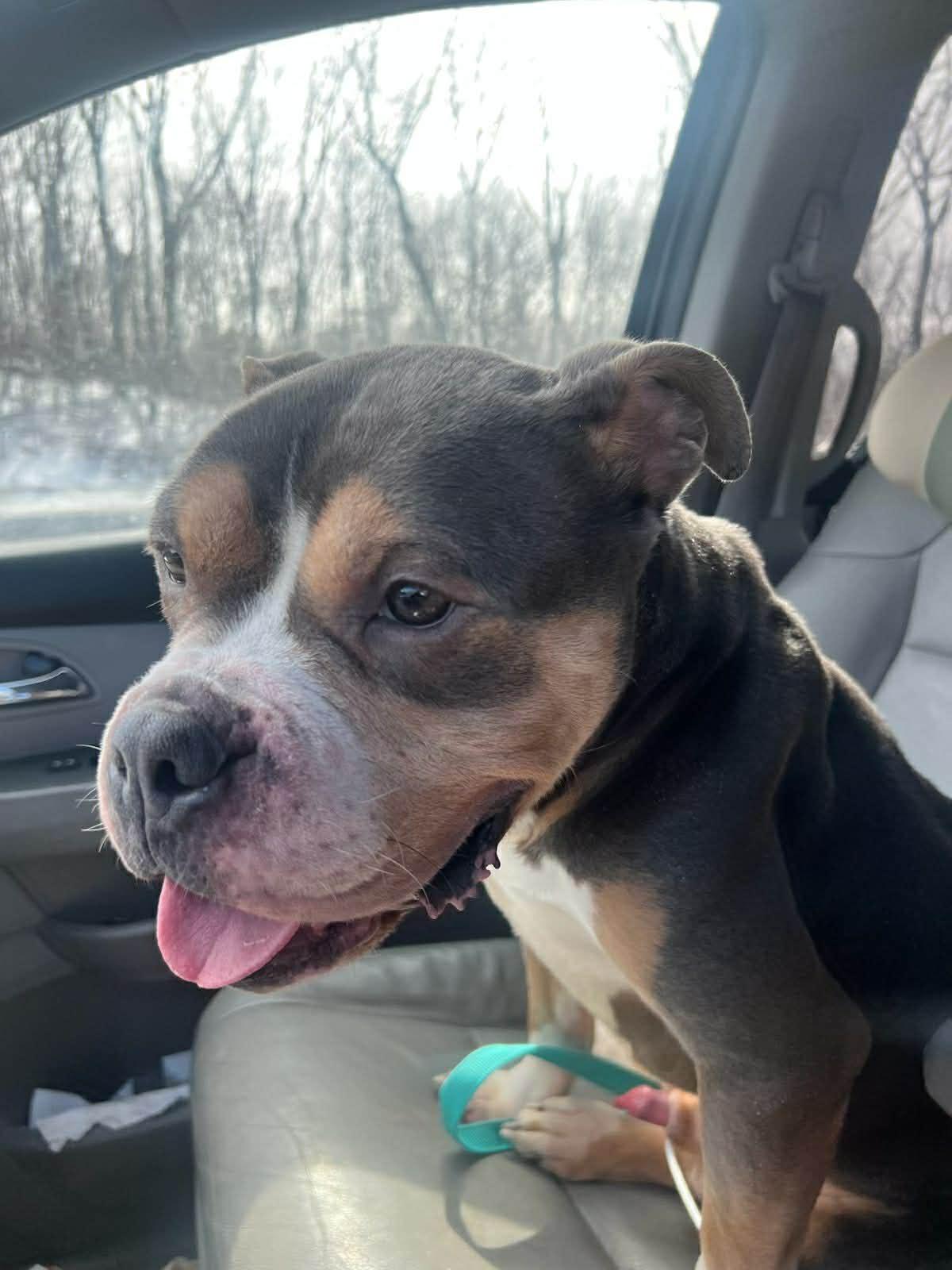 Enlarge Spike, an adopted American Bully in Vernon, CT image 6/6