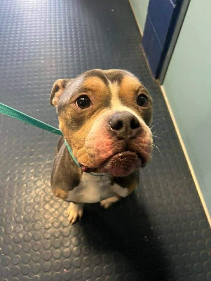 Enlarge Spike, an adopted American Bully in Vernon, CT image 4/6