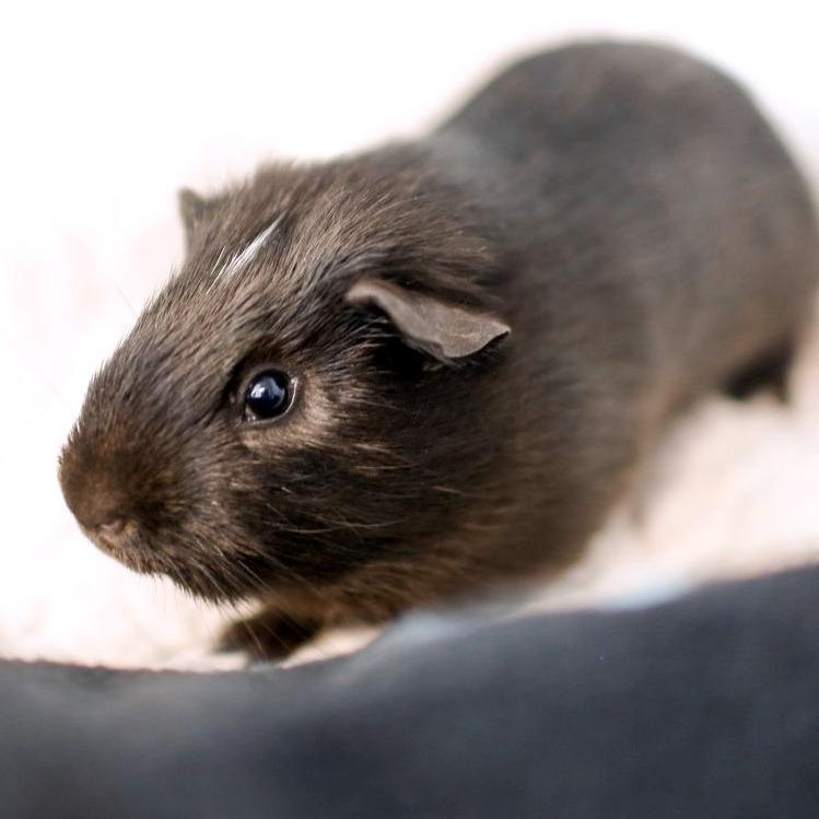 Tiny *Bonded w/ Tim, a Adoptable Guinea Pig in Dover, NH image 1/2