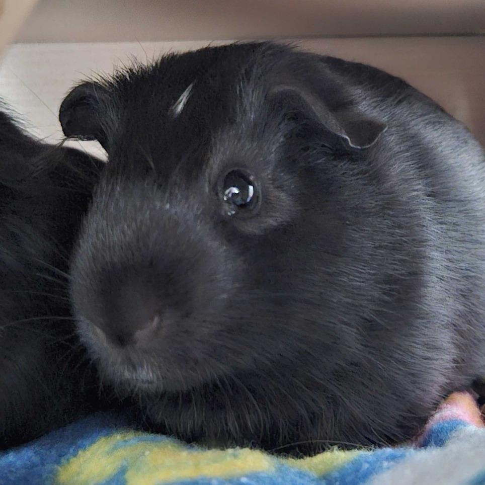 Tiny *Bonded w/ Tim, Adoptable, Baby Male Guinea Pig.