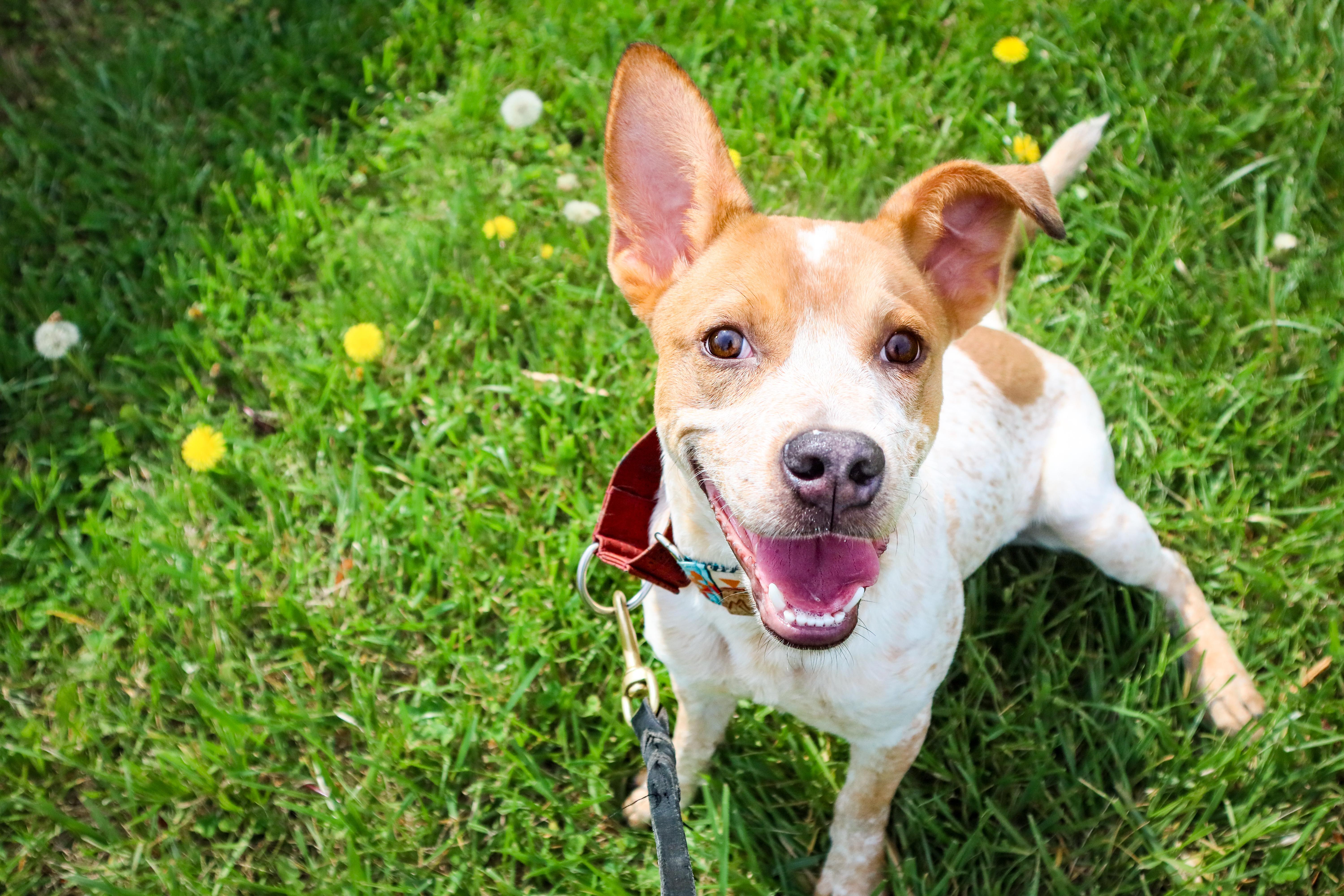 Gary, a Adoptable mixed breed in Louisville, KY image 1/5