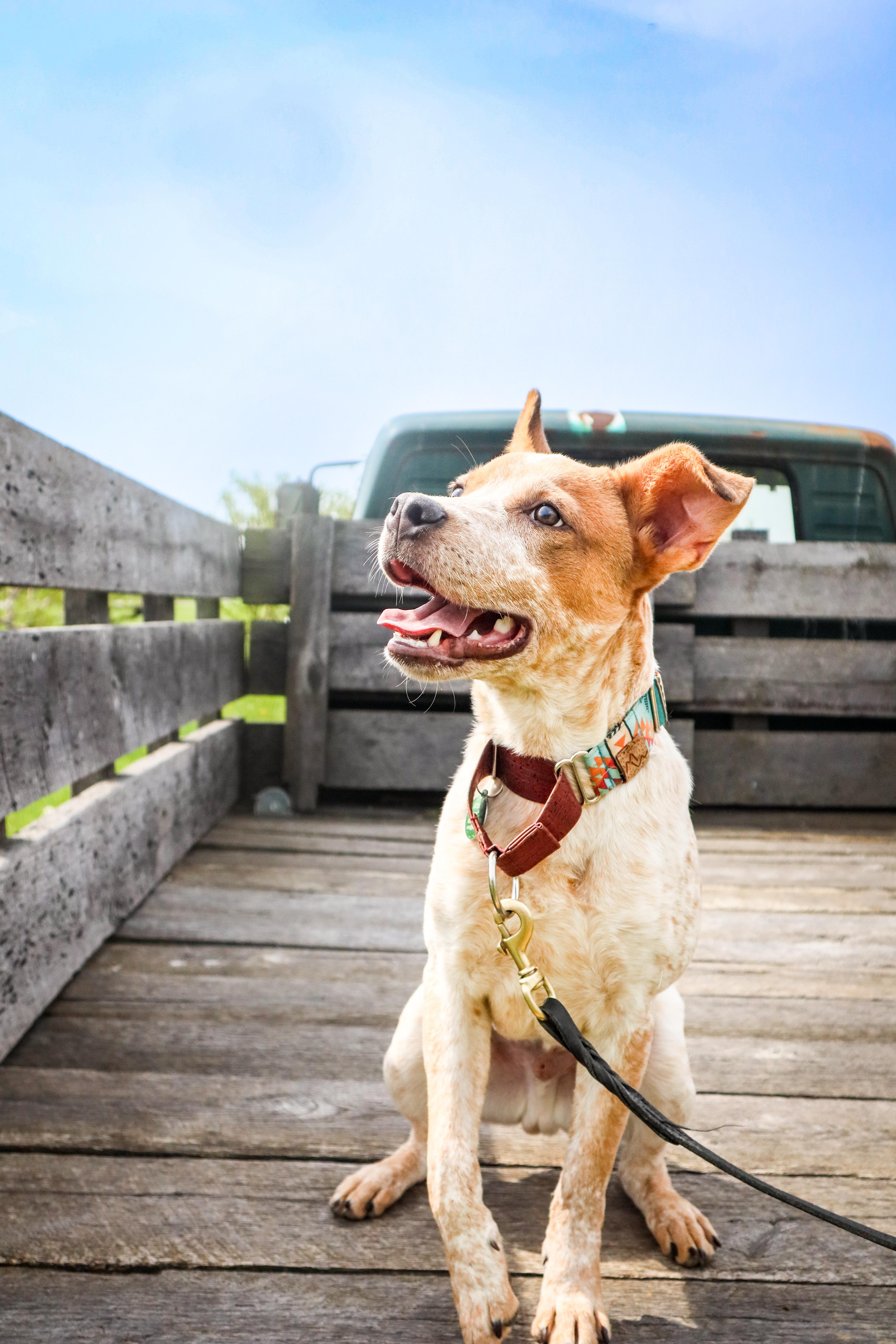 Gary, a Adoptable mixed breed in Louisville, KY image 2/5