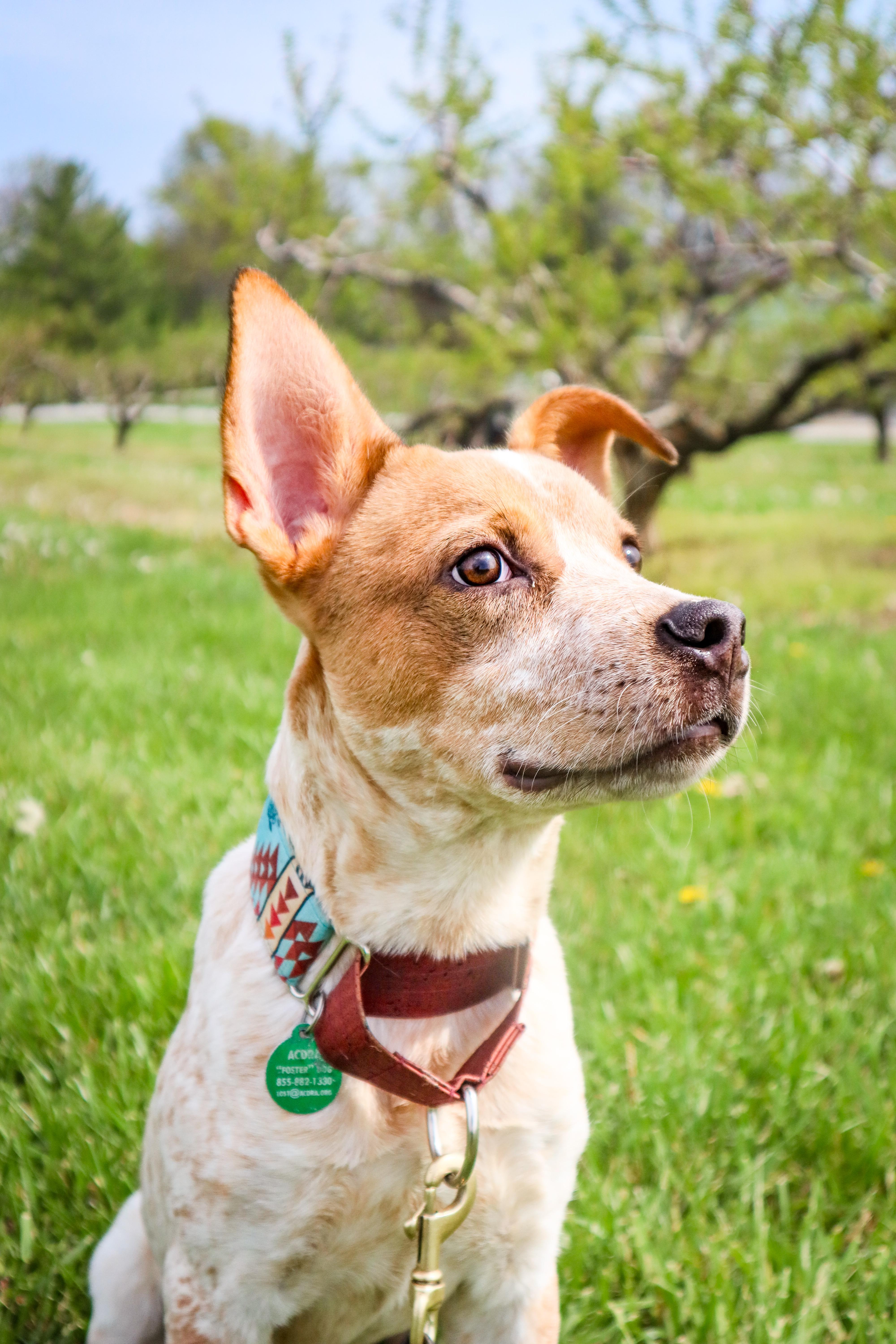 Gary, a Adoptable mixed breed in Louisville, KY image 3/5