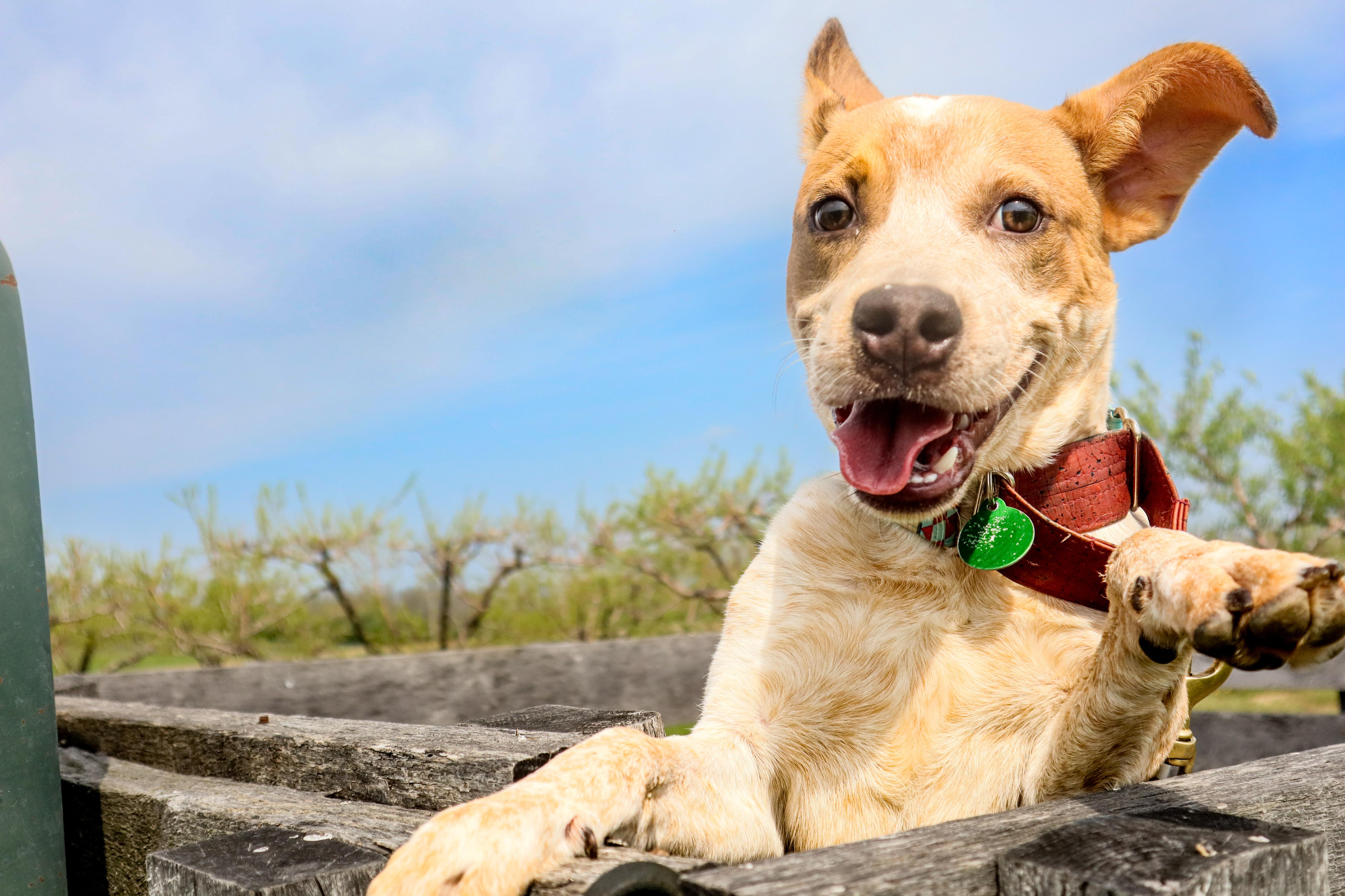 Gary, a Adoptable mixed breed in Louisville, KY image 4/5