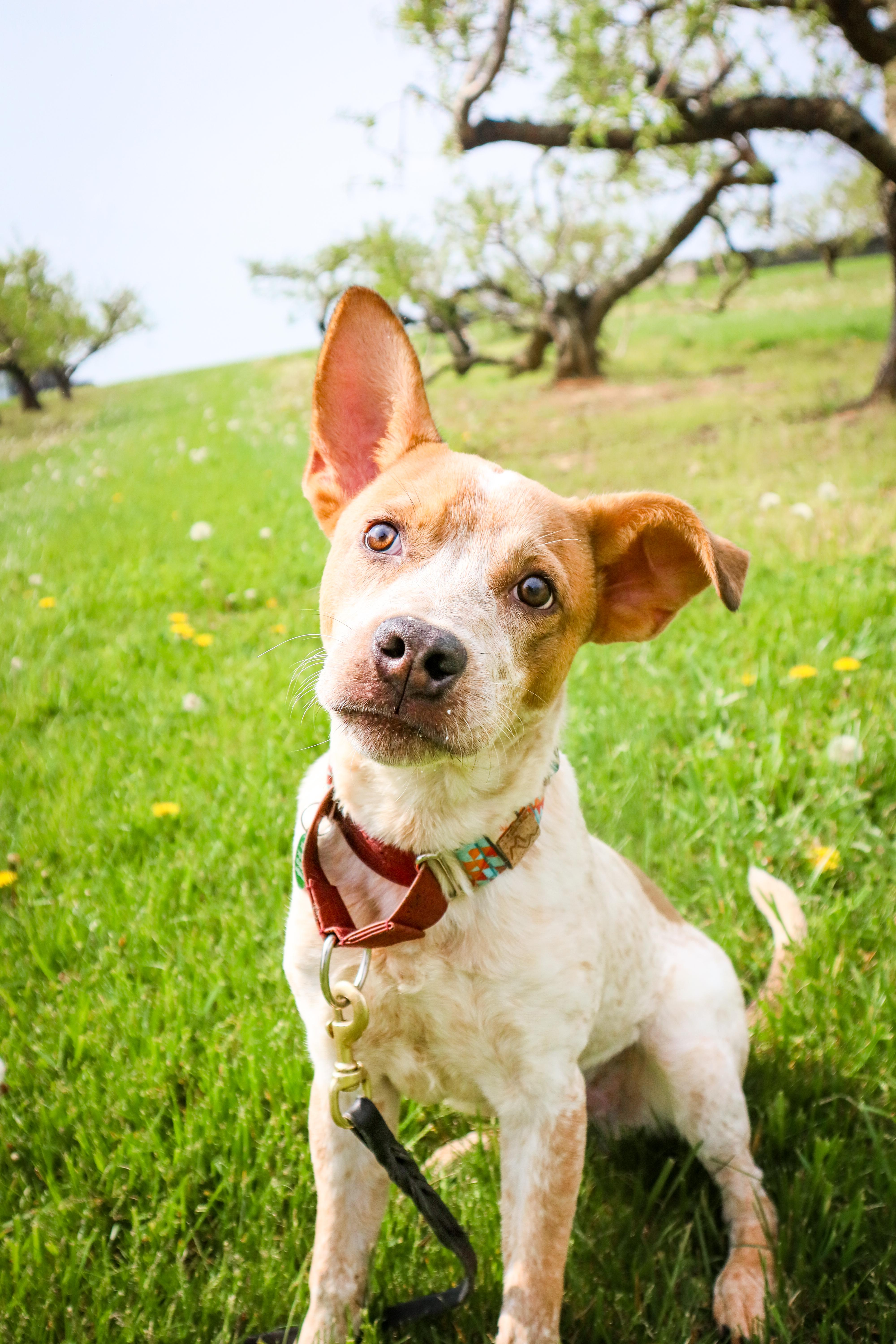 Gary, a Adoptable mixed breed in Louisville, KY image 5/5