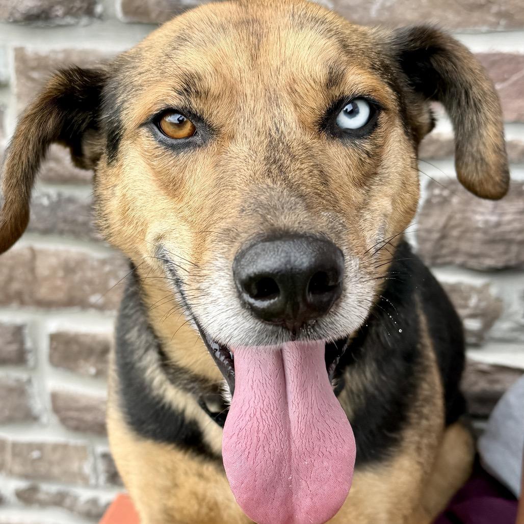 Barnaby, Adoptable, Adult Male Mixed Breed.