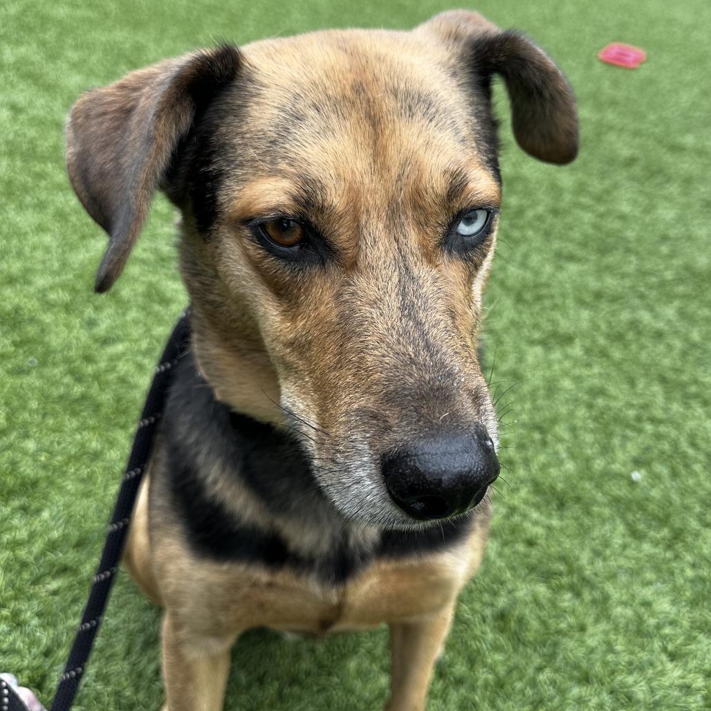 Enlarge Barnaby, a Adoptable Mixed Breed in Washington Township, OH image 2/5