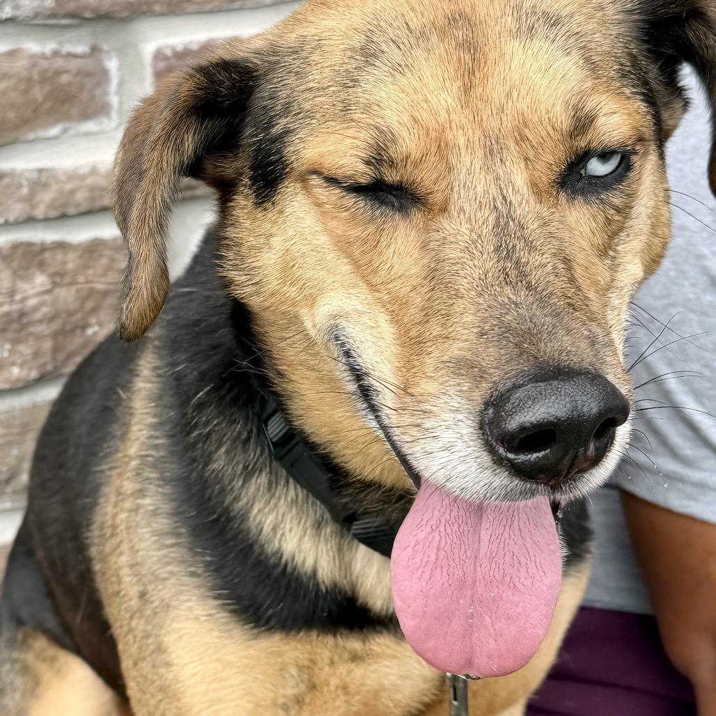 Enlarge Barnaby, a Adoptable Mixed Breed in Washington Township, OH image 3/5