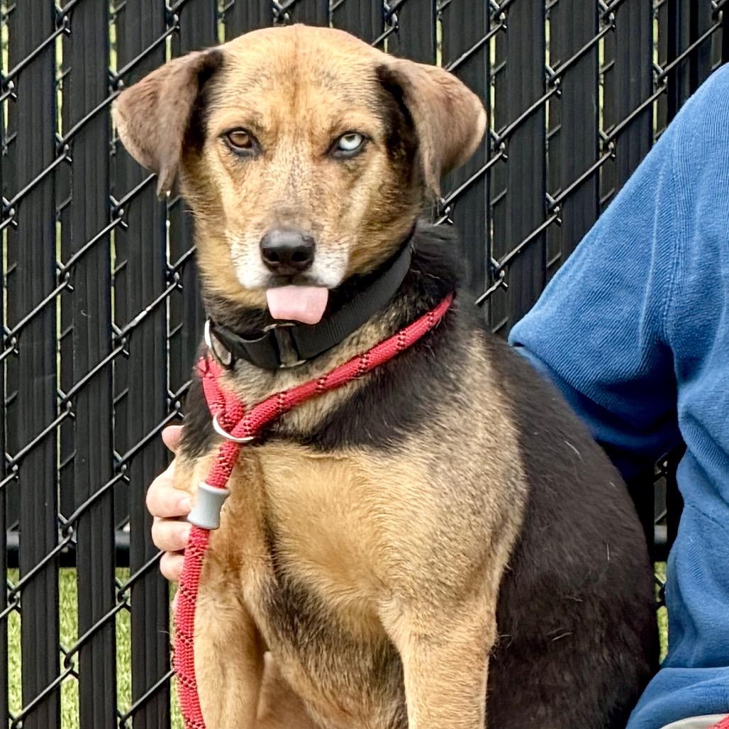 Enlarge Barnaby, a Adoptable Mixed Breed in Washington Township, OH image 4/5