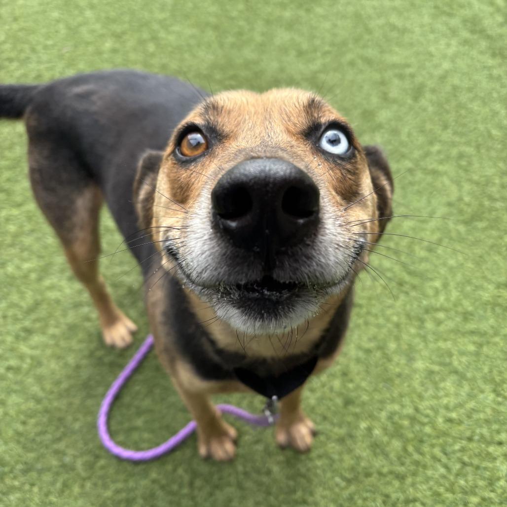 Enlarge Barnaby, a Adoptable Mixed Breed in Washington Township, OH image 5/5