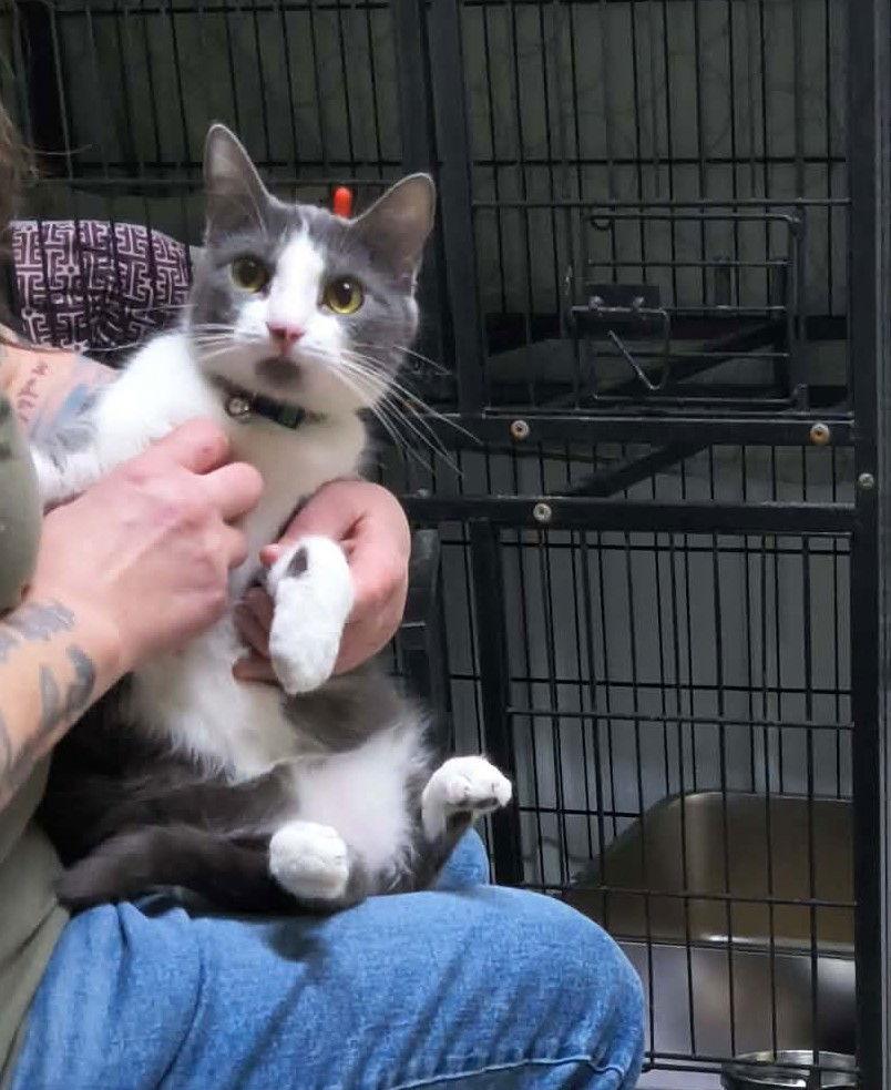 Elisabella, Adoptable, Adult Female Domestic Short Hair.