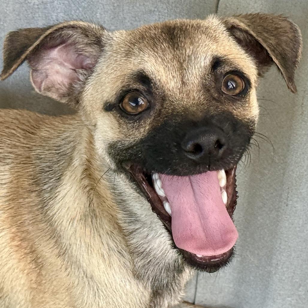 Enlarge Sheldon-Smiley little guy, a Adoptable mixed breed in Austin, TX image 5/5