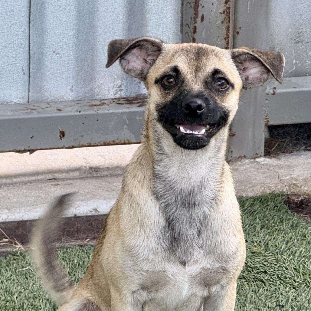 Sheldon-Smiley little guy, Adoptable, Young Male Pug.