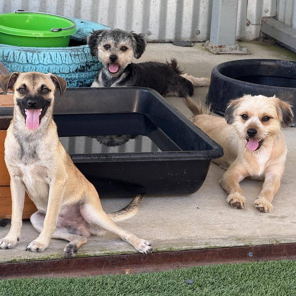 Enlarge Sheldon-Smiley little guy, a Adoptable mixed breed in Austin, TX image 4/5
