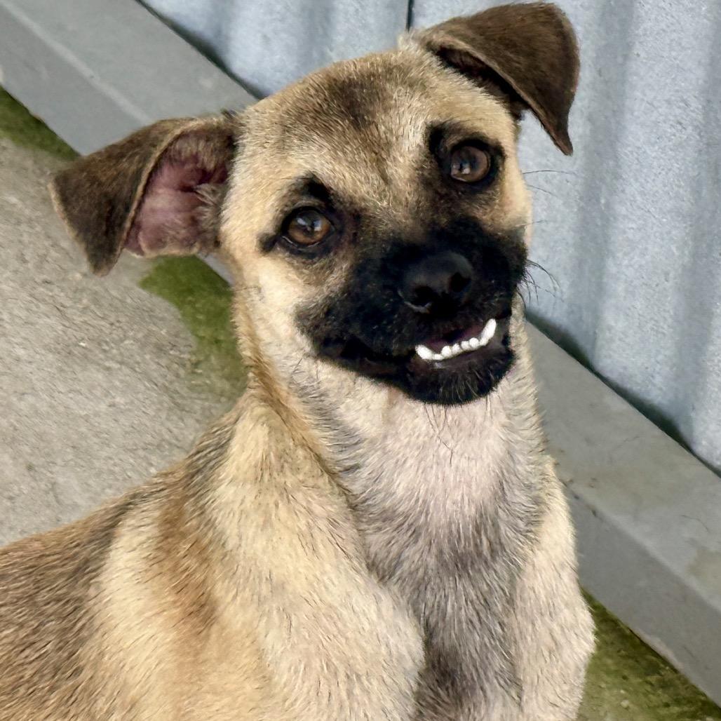 Enlarge Sheldon-Smiley little guy, a Adoptable mixed breed in Austin, TX image 2/5