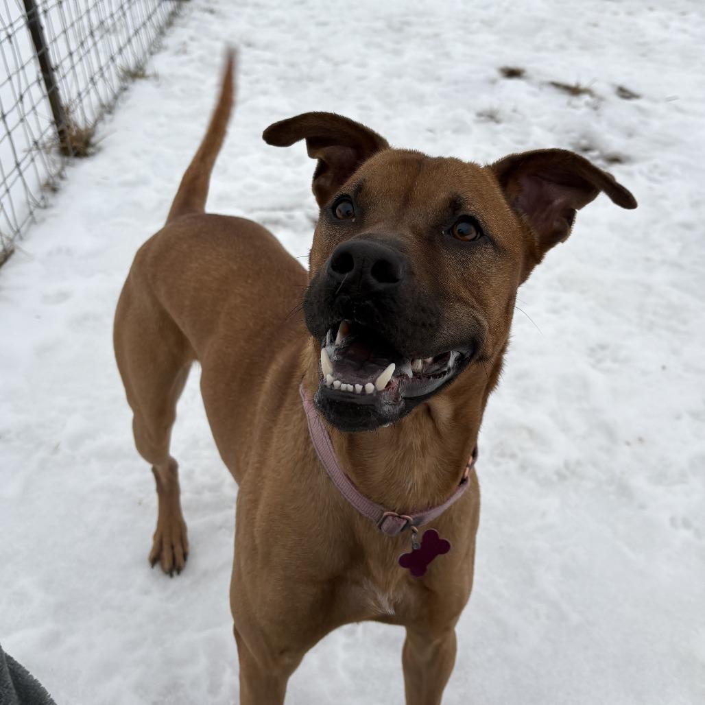 Zeus, Adoptable, Adult Male Boxer & Terrier.