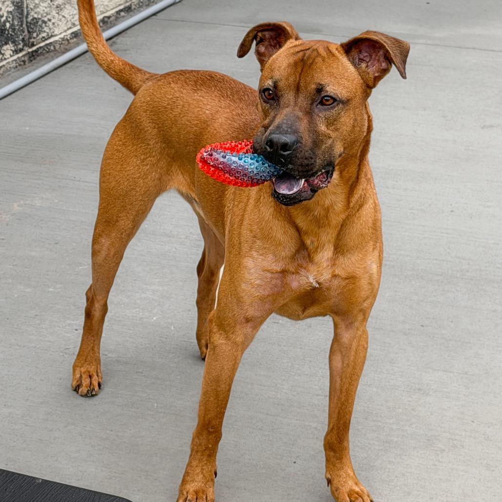 Zeus, Adoptable, Adult Male Boxer & Terrier.