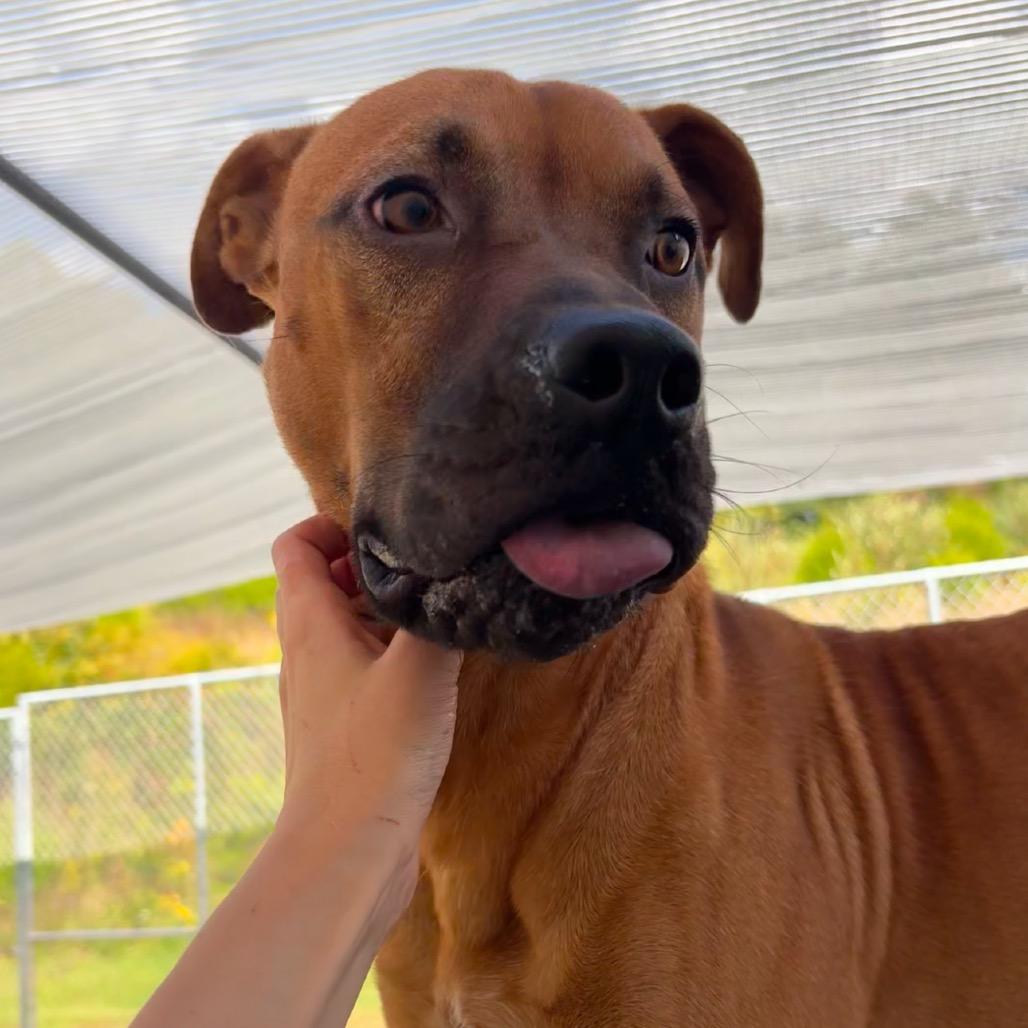 Zeus, Adoptable, Adult Male Boxer & Terrier.